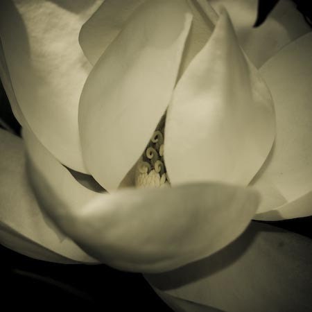 magnolia's secret