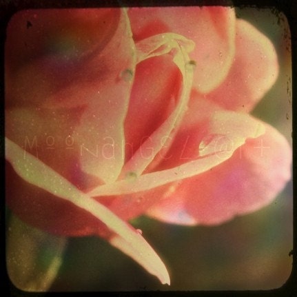Vintage Rose 8x8 Inch Archival Print. Brown and Pink. Old and failing is expected yet beauty within is forever set