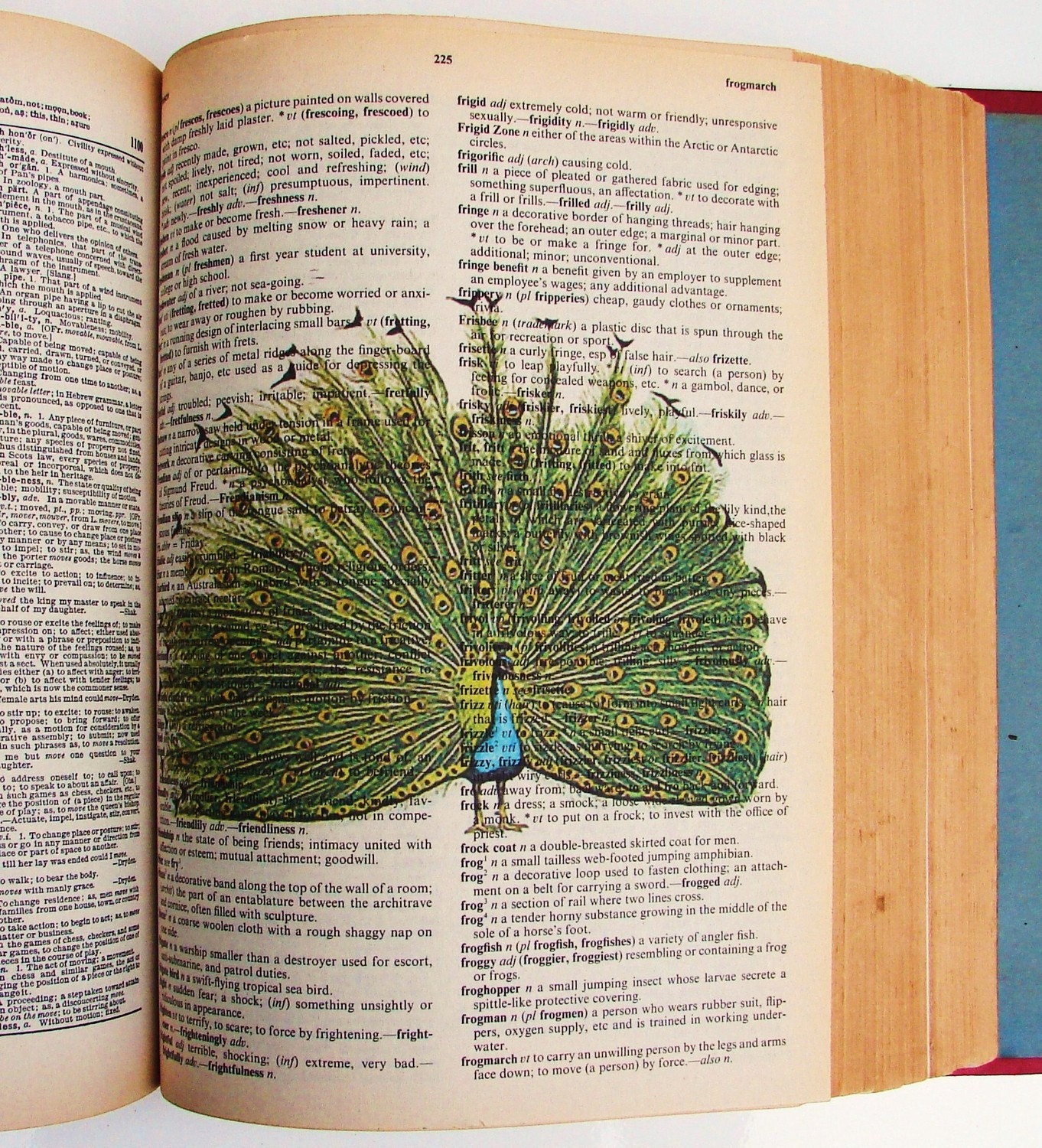 8x10 DICTIONARY Print - Repurposed Vintage Book Page - Large Peacock Illustration