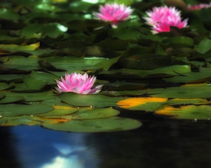 Water Lily Pond - Fine Art Photography