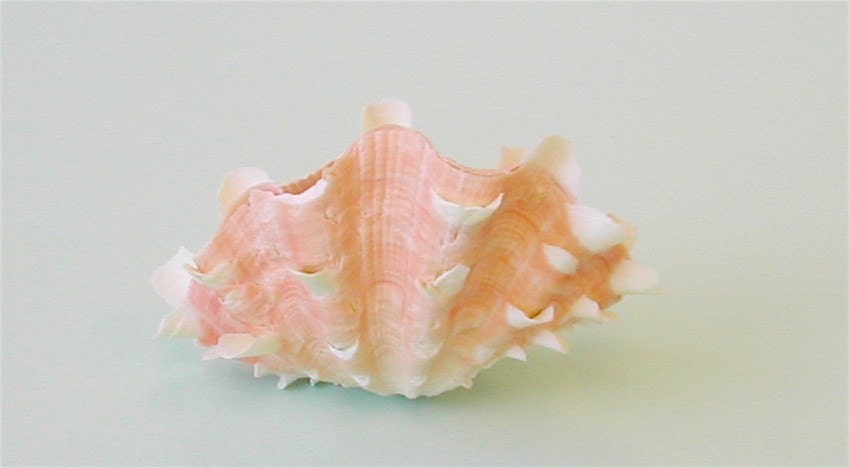 Natural Fluted Clam Shell