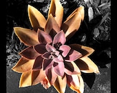 Succulent Flower - 11x11 photo