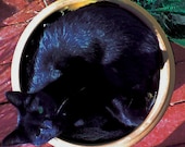 Sunbathing Kitty In A Flower Pot - 11x11 photo