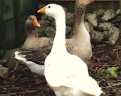 Aunt Dotty's Geese