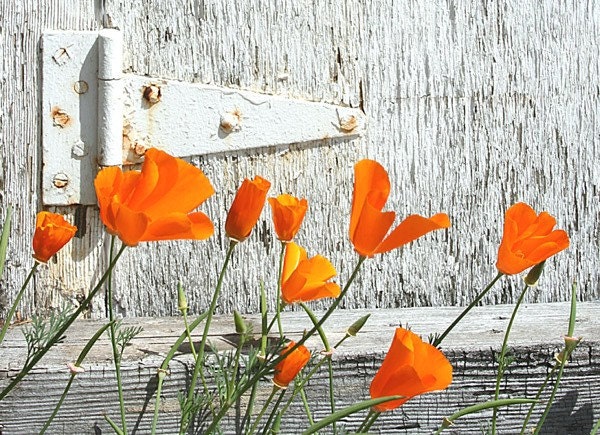 California Poppies by the Old Gate 8x10  Fine Art Photograph