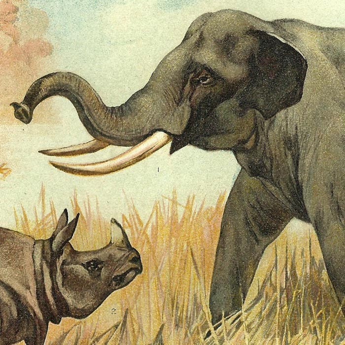 Old 1902 Pachyderms Book Plate Elephant Rhinoceros Hippopotamus