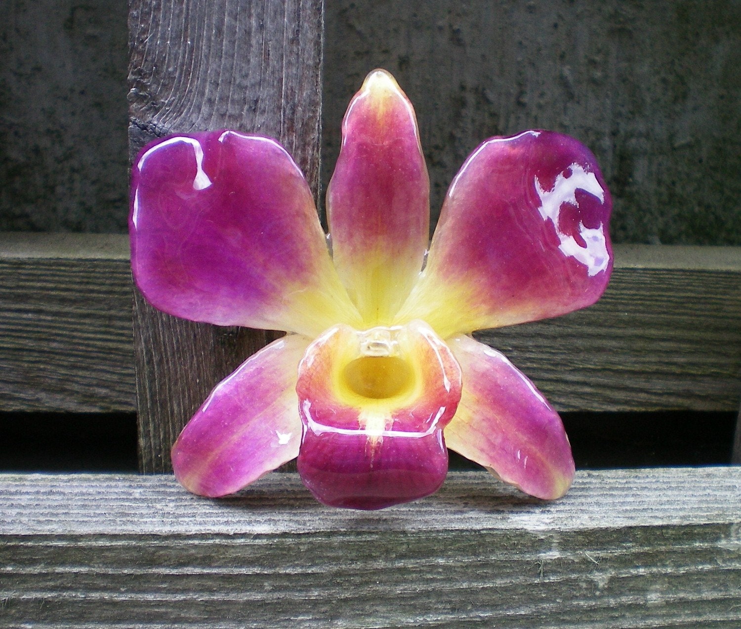 REAL NATURAL MAGENTA PURPLE and YELLOW ORCHID PIN and PENDANT