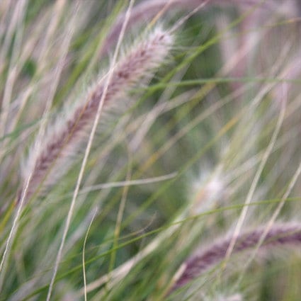 Soft Grasses - Fine Art Photograph