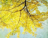 Ginkgo - Art Photography print  - Lemon citrus yellow leaves Japanese tree branches autumn color pale blue sky - 8x8  BOGO sale
