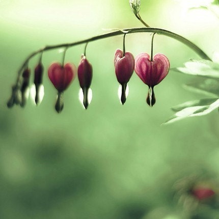 Be still my heart-romantic valentines day.  a line of pastel pink bleeding hearts above a sea of lime green bokeh - a romantic photograph - a fine art flower print (8x8)