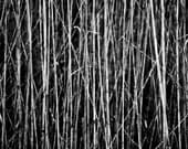 Reeds by Blue Echoes Photography