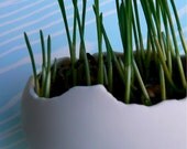 Egg Sprouts.... Porcelain grow your own wheatgrass kit...