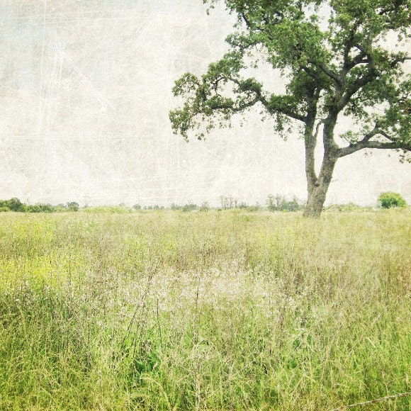 Stay a while - Fine Art Landscape Photography -  Oak tree in a peaceful meadow 8x8
