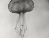 Underwater Silence - Fine art photograph - Jellyfish