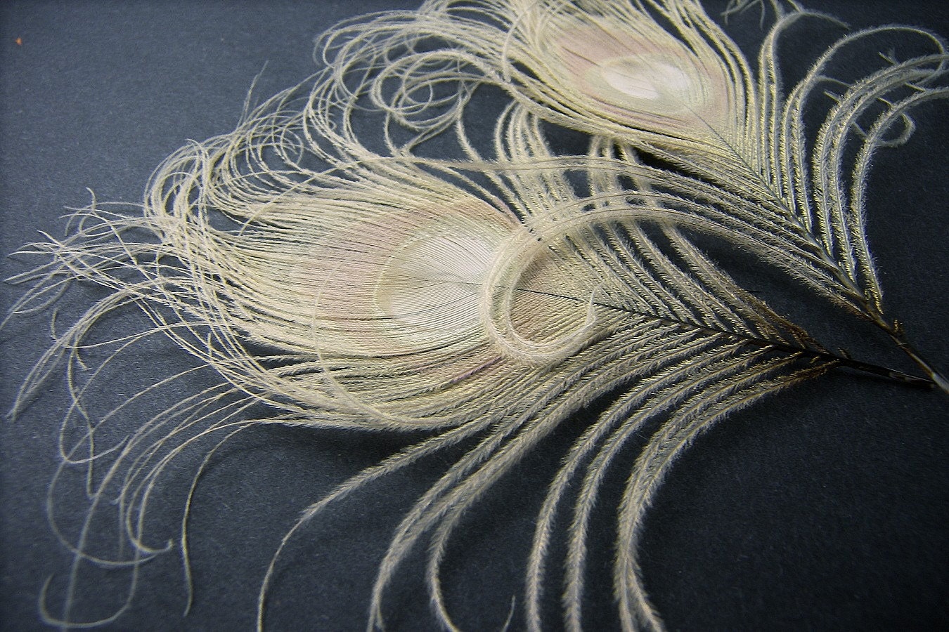 CURLEY is the New Straight, BLEACHED Peacock Feather Pair
