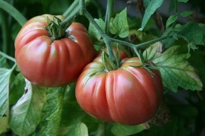 3 Tomato Plants- 'Giant Belgium' - ORGANIC Spring '11