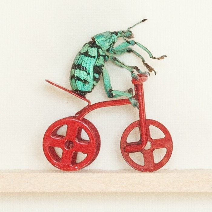Beetle Riding a Tricycle Carnival Act