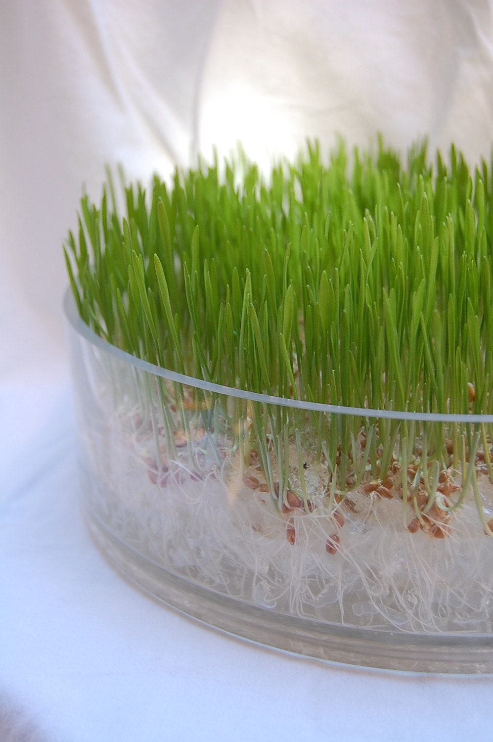 Chic Wheatgrass Soil-less Grow Kit In Glass Bowl