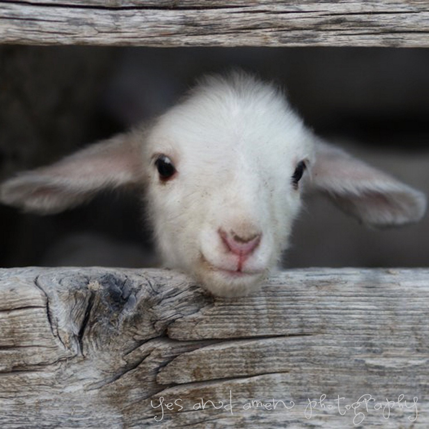 hello
 world - fine lamb photography (and so farm fresh) - 8x8 image