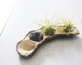 Pea Pod of Air Plants // Airplants and River Stone Display