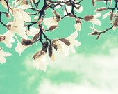BOGO SALE Buy one get one free - daydream - creamy white magnolia blossoms - aqua blue sky clouds spring petal flowers buds - fine art nature photography - 8 x 10