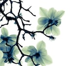 ON SALE Save 33% Translucence (8x10) Fine Art Flower Photograph