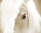 Horse photography, White horse photo, Horse looking out at the world, dreamy morning fog silver light shabby chic