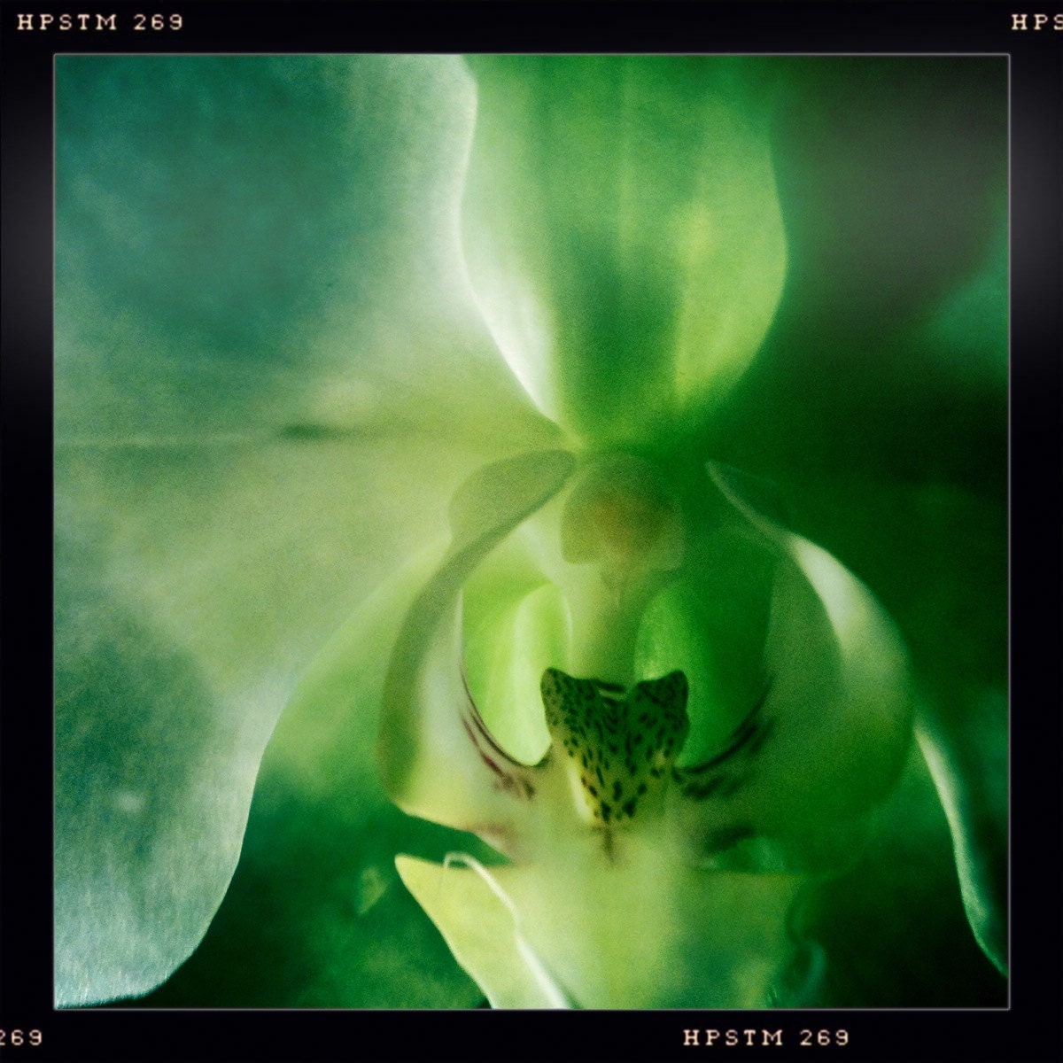 Orchid Fantasy....Hipstamatic Original Photo