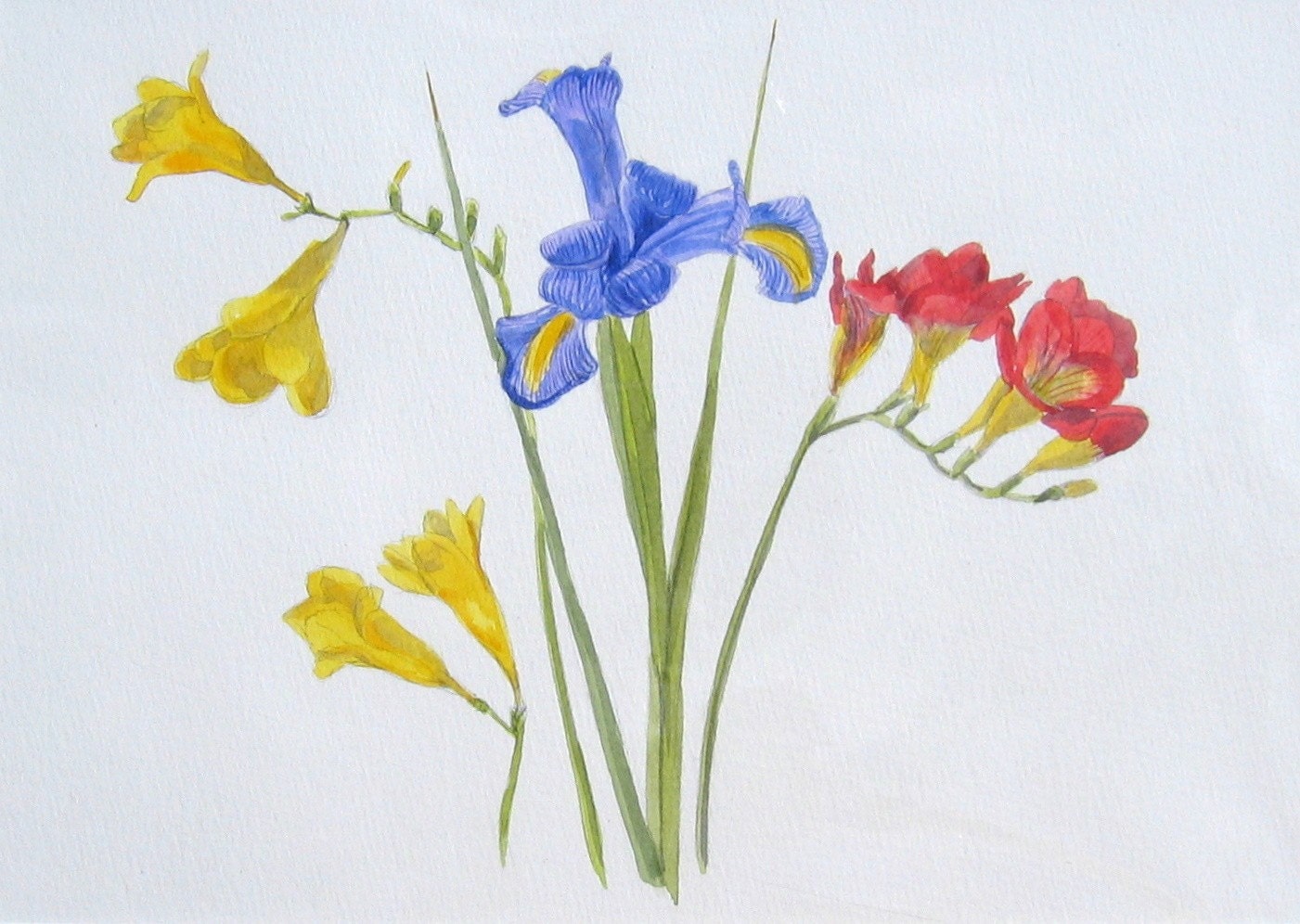 Iris and Fresias - Original Watercolour Painting