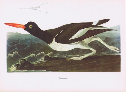 1950s Vintage JOHN JAMES AUDUBON Bird Print -- Oystercatcher -- 1 of 50 print set