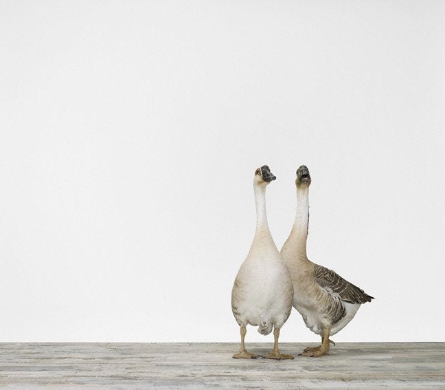 Two Geese No. 2, 7 x 8 Fine Art Print