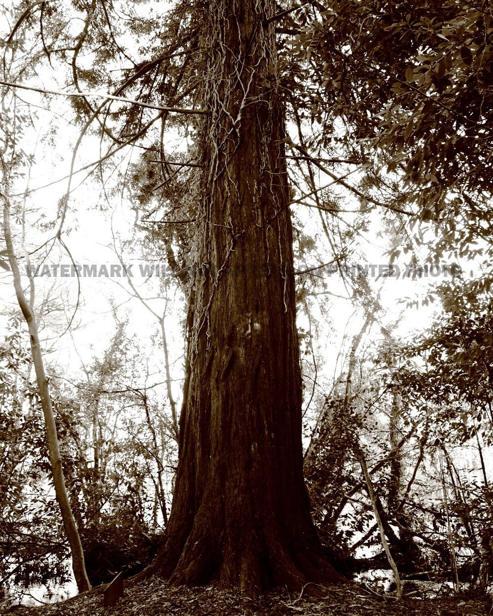 Sequoia in Cong, Ireland