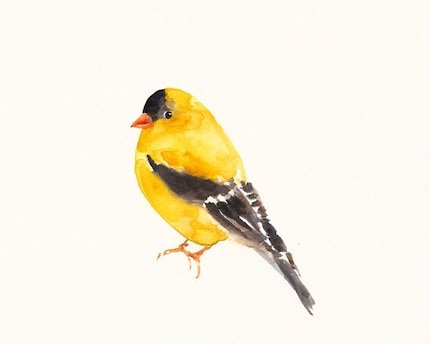 GOLDFINCH Original watercolor painting 10X8inch