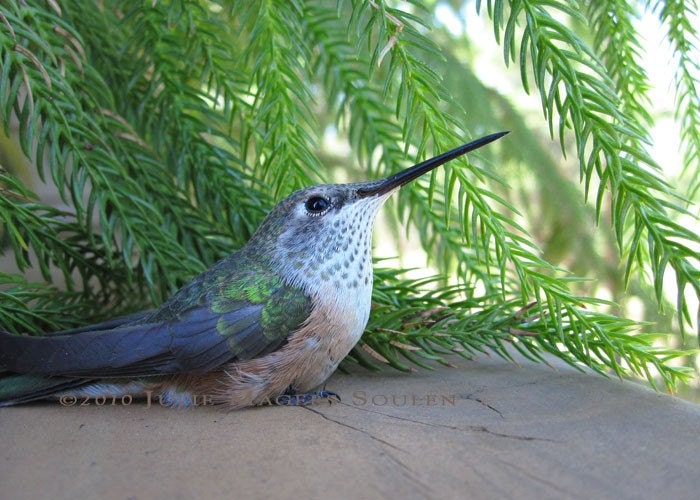 Bird Photo -FREE SHIPPING -Hummingbird Repose -5x7 Photograph