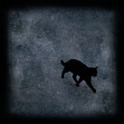 Walking Away - Fine art photograph, 8x8 print, black cat