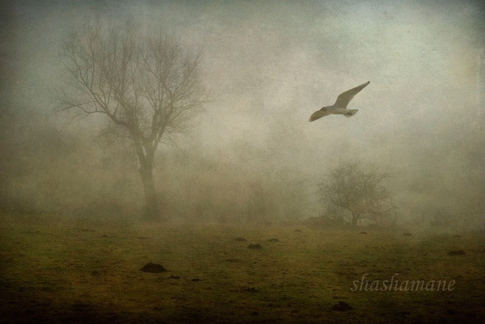victims of circumstance ...  greeting card 95mm x 210mm high quality print, flying bird in the mist ...