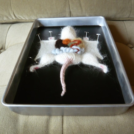 dissection of rat. Knitted rat diessection by