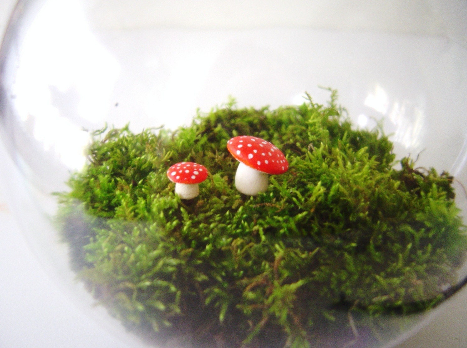 The Toadstool's Moss Garden Sphere - Large
