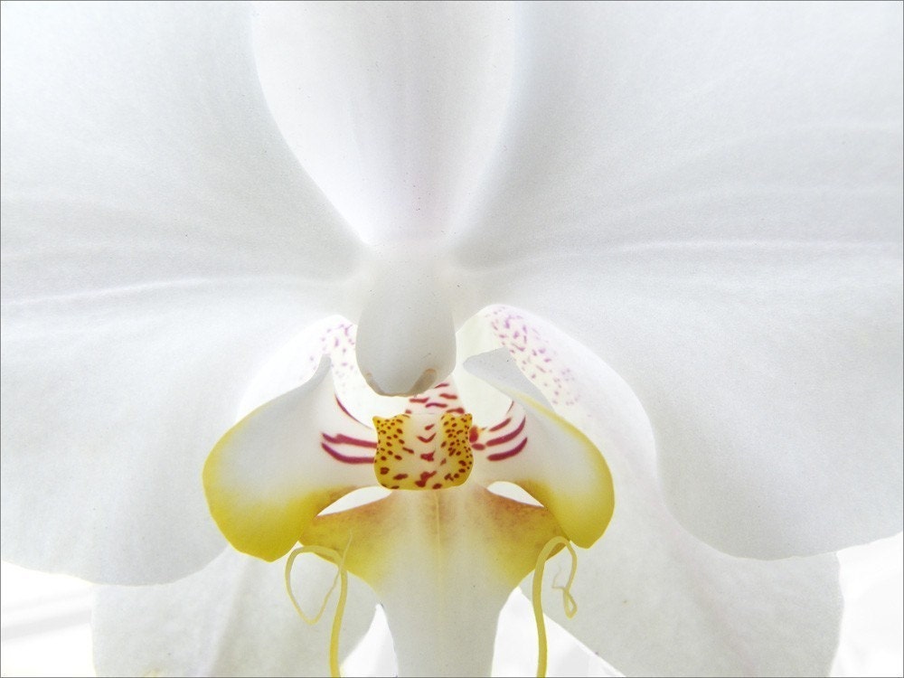 White Orchid, Fine Art Photograph Note Card