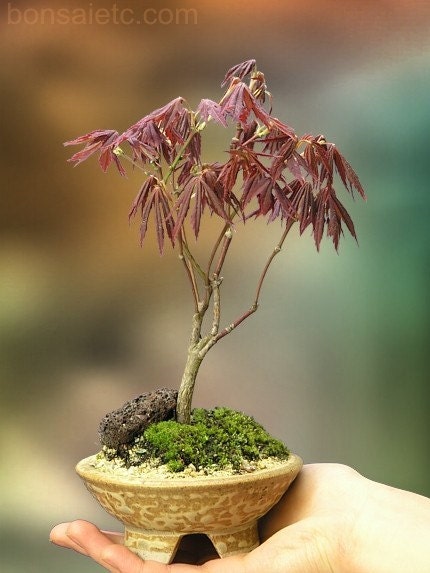 red japanese maple bonsai. Japanese Maple Mame/Shohin