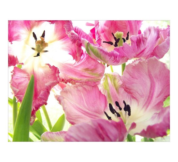 Pink Parrot Tulips, Fine Art Photograph Note Card