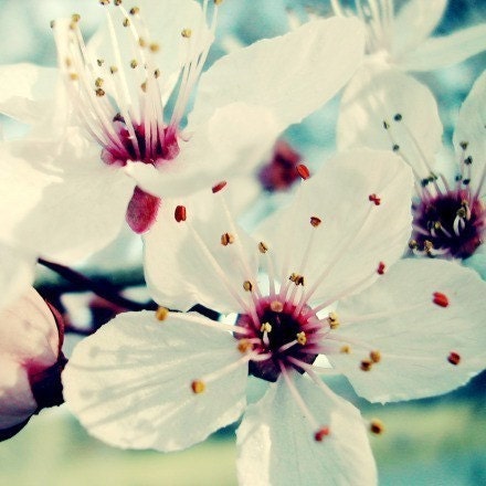 Plum Blossoms - Fine Art Flower photography - Delicate white blossoms . BOGO sale