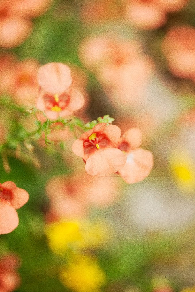 Pretty Little Flowers - 8x12 Fine Art Photography Print