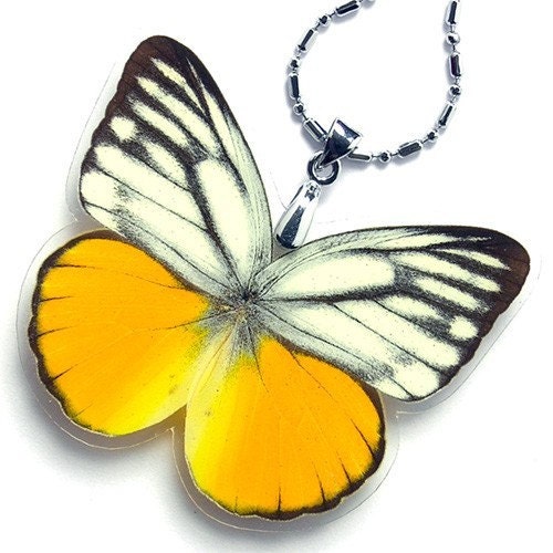 BUY 2 GET 1 FREE - REAL BUTTERFLY WING Necklace / Pendant (WHOLE Cepora Aspasia Butterfly - W109)