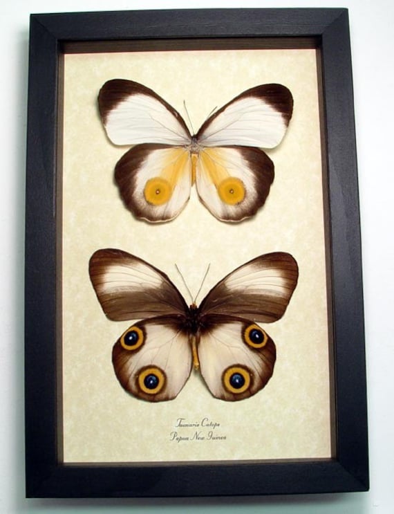 Big Eyes Taenaris Catops Real Framed Butterfly Display 194p
