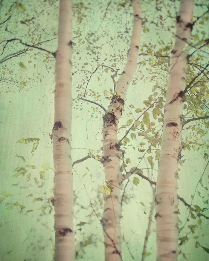 Forest for the trees - Fine art photograph