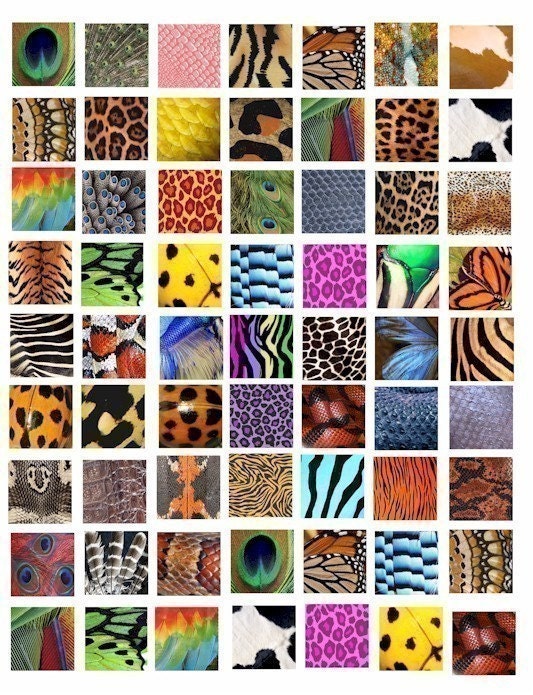 animal patterns in art. Animal Insect skin textures patterns clip art collage 1 inch squares tiger