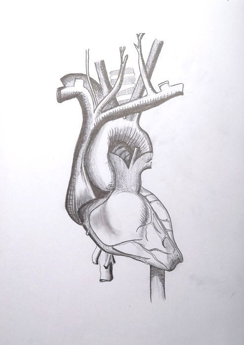 human heart drawing. of Human Heart-Graphite