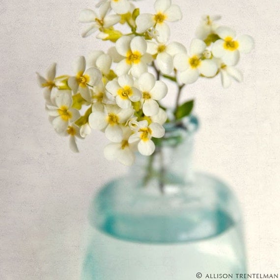 Yellow Rock Cress Flowers - fine art floral botanical photography print - nature wall art - shabby chic home decor