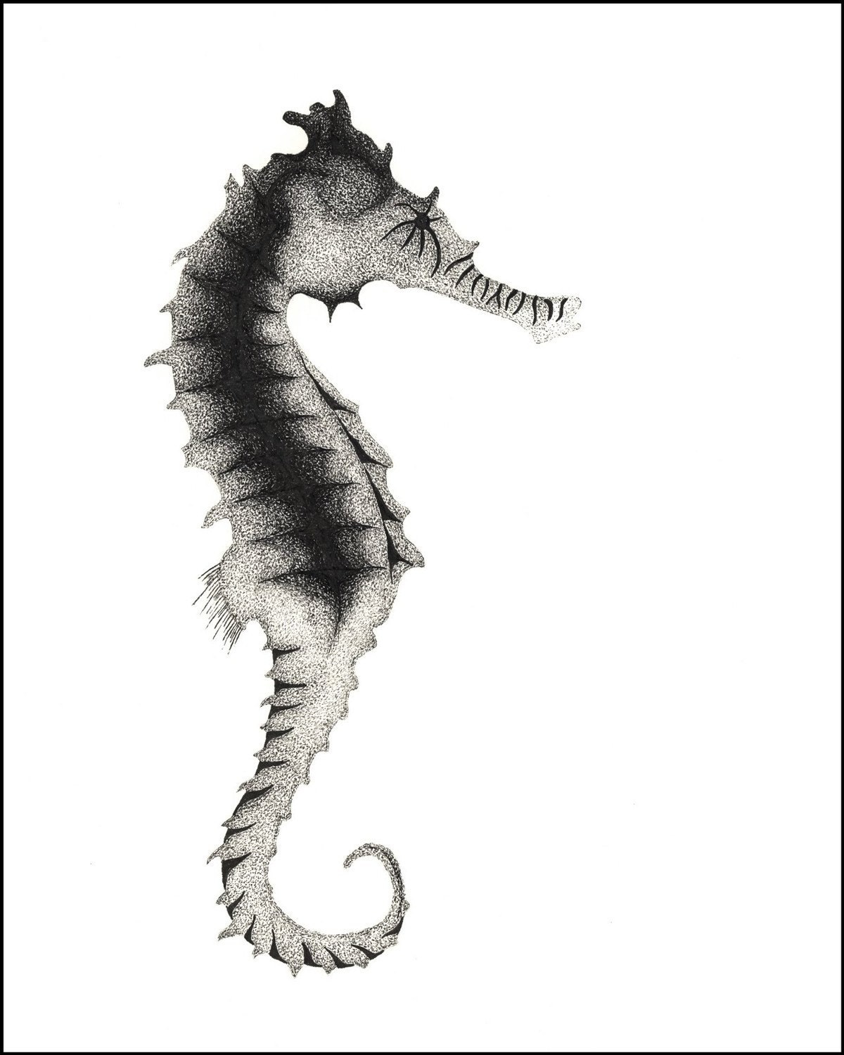 Orignal Fine Art By Doug Ashby. Pen & Ink Illustration Of A Seahorse